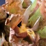 Calathea guzmanioides Flower