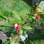 Bryonia cretica Fruit