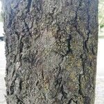 Aesculus hippocastanum 樹皮