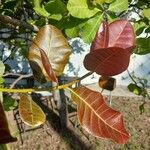 Anacardium occidentale पत्ता