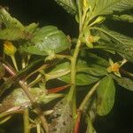 Ludwigia inclinata Floare