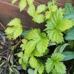 Humulus lupulusFeuille