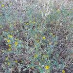Pulicaria arabica Libunga