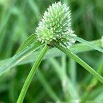 Cyperus hortensis Feuille