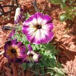 Petunia spp. Цветок