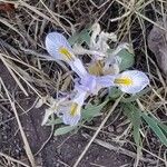 Iris missouriensis 花