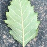 Cephalanthus occidentalis Hoja