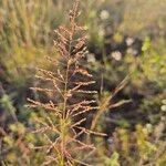 Sporobolus pyramidalis Flower