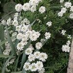 Iberis ciliata Flower