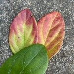 Viburnum suspensum Folha