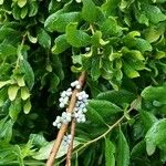 Morella cerifera Fruto
