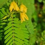 Chamaecrista fasciculata Blüte