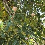 Swietenia macrophylla Fruit