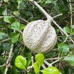 Gardenia volkensii Frucht