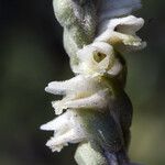 Spiranthes vernalis Květ