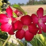 Adenium obesumBlomma