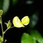 Cajanus cajan Flower