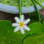 Nymphoides indica Flor