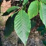 Fagus grandifolia Leaf