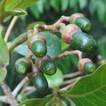 Ocotea insularis Fruto