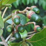 Ocotea insularis Fruit