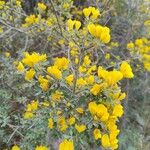 Cytisus lanigerus Žiedas