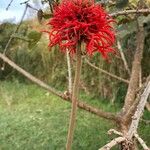 Erythrina abyssinica Цвят