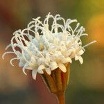 Chaenactis carphoclinia Flower