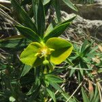 Euphorbia dendroides 花