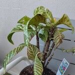 Aphelandra squarrosa 葉