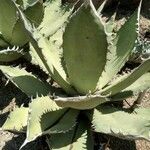 Agave salmiana Leaf