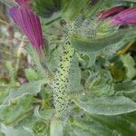 Echium creticum Кора