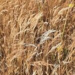 Bromus madritensis Frucht