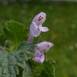 Lamium hybridum Kwiat