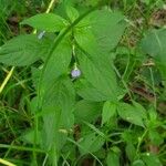 Ruellia geminiflora 花