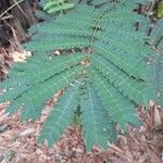 Albizia adianthifolia 葉