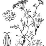 Bunium alpinum অন্যান্য