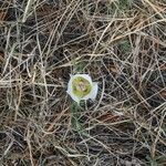 Calochortus gunnisonii Flower