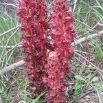 Orobanche variegata 其他