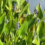 Pontederia cordata Blomst