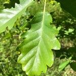 Quercus petraea Folha