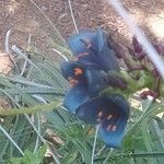 Puya alpestris Fiore