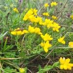 Genista hispanica Λουλούδι