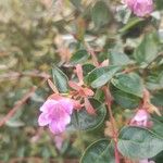 Abelia x grandiflora Kukka