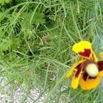 Ratibida columnifera Blatt