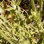 Helichrysum rugulosum Corteza