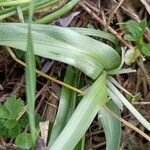 Colchicum cupanii Hoja