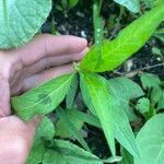 Polygonum lapathifolium ᱥᱟᱠᱟᱢ