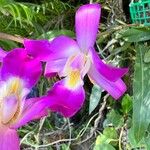 Laelia autumnalis Flower