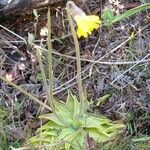 Pinguicula lutea Staniste